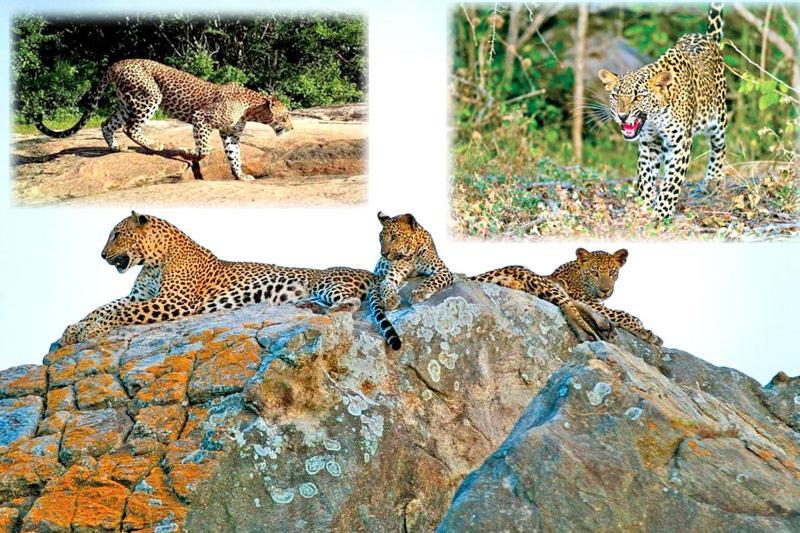 Yala Leopard Mobile Camp Hotell Eksteriør bilde