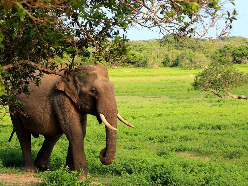 Yala Leopard Mobile Camp Hotell Eksteriør bilde