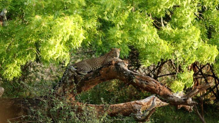 Yala Leopard Mobile Camp Hotell Eksteriør bilde